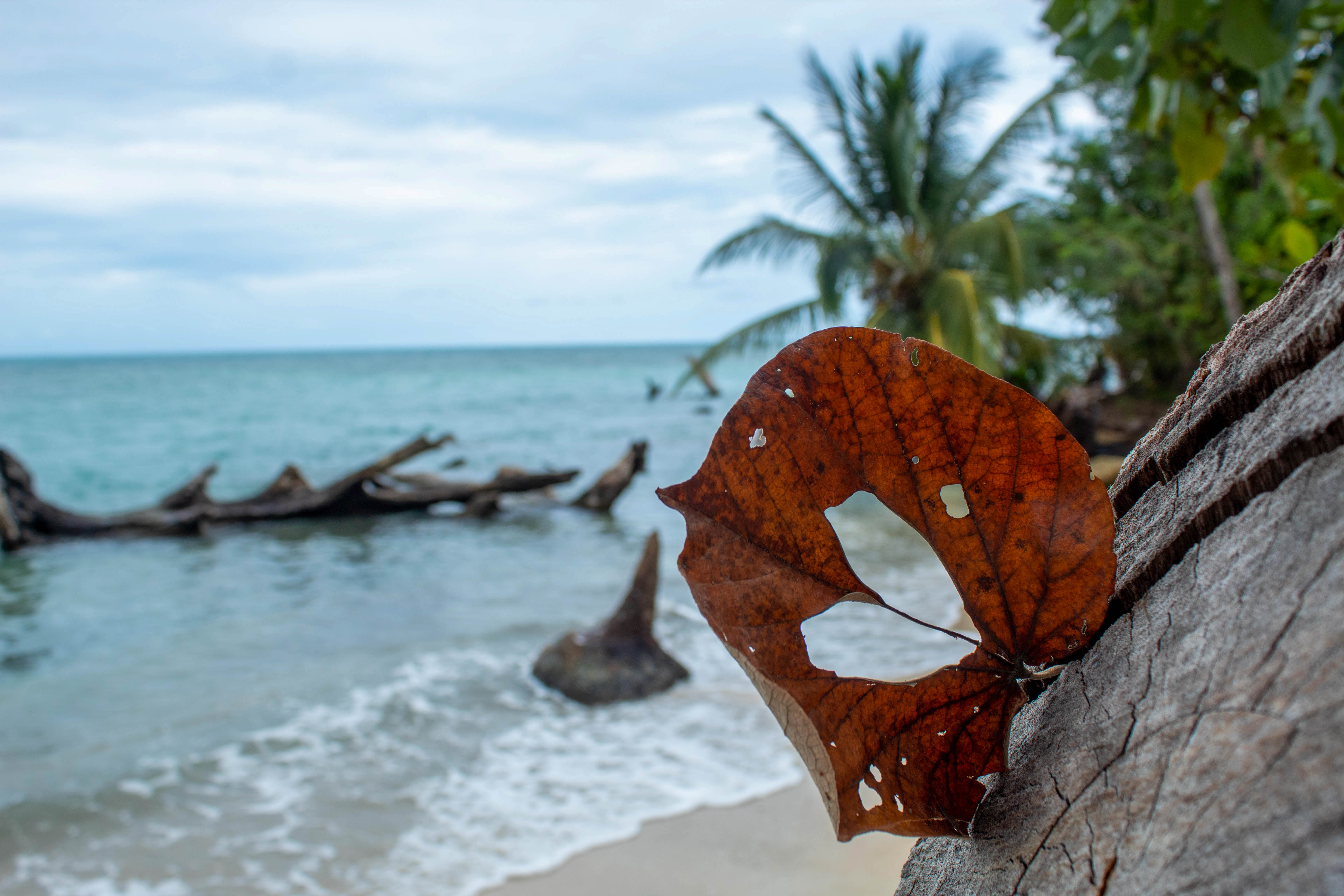 Plage du parc national de Cahuita au Costa Rica invitant au farniente